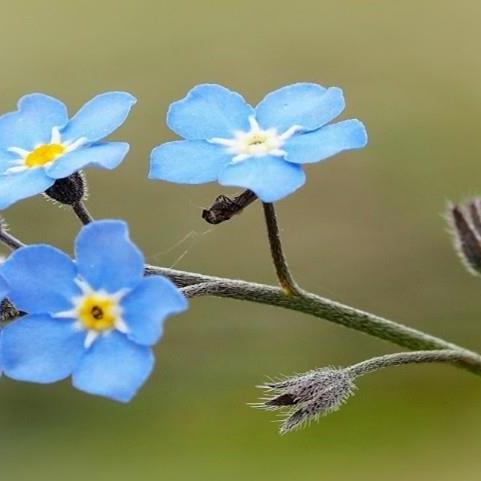 Stilk med 4 blå forglemmegei blomst og knopper på. Grønn bakgrunn  